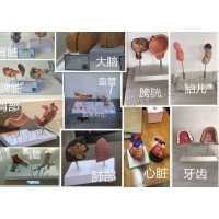 仿真器官對比模型 宣傳教育模型 吸毒后器官對比