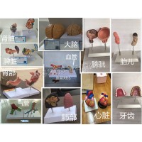 對比模型仿真器官   模型宣傳教育   對比吸毒后器官