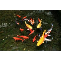 中華配資不正規虧損，喊單內幕真相