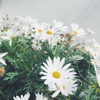 LXM不正規！受害者親述虧損過程！真相告誡大家！