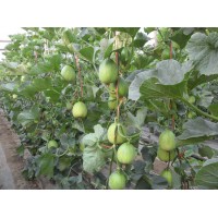 蘇州甜瓜育苗廠 早春哪里育嫁接甜瓜苗