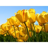 海南熱帶農產品投資被騙虧損騙局揭秘!虧損被騙內幕曝光