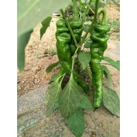 渭南辣椒苗基地 羊角椒育苗廠