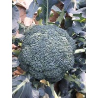 長治青梗有機松花菜苗 65天菜花苗育苗廠