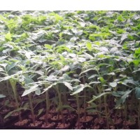 深圳嫁接小西紅柿苗 小西紅柿育苗廠