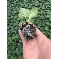 伊犁嫁接黃瓜苗批發 密刺大黃瓜苗基地