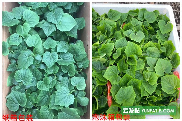 淄博黃瓜苗_越冬黃瓜苗_強雌黑油亮黃瓜苗廠