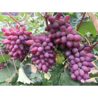 吉林茉莉香葡萄苗_大量批發(fā)價格出售_基地直銷_成活率高