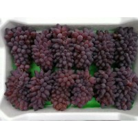 吉林 著色香葡萄苗_大量批發(fā)價(jià)格出售_基地直銷_坤朋苗圃