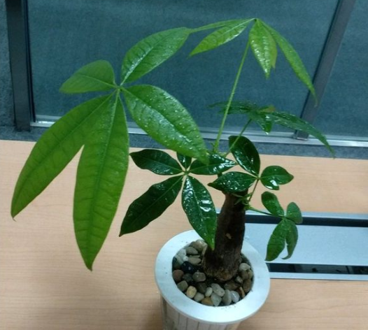 發(fā)財(cái)樹(shù)澆水技巧!這樣澆水,不但不爛根了,連葉子也不萎蔫了! 發(fā)財(cái)樹(shù)就要這樣澆水,不但不爛根了,連葉子也不萎蔫了!