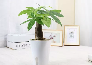 發(fā)財(cái)樹(shù)澆水技巧!這樣澆水,不但不爛根了,連葉子也不萎蔫了! 發(fā)財(cái)樹(shù)就要這樣澆水,不但不爛根了,連葉子也不萎蔫了!