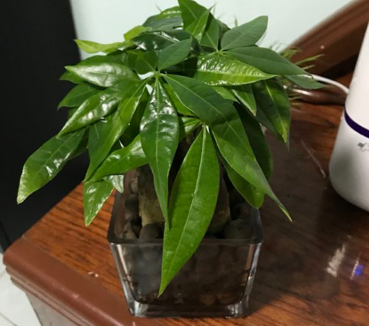 發(fā)財(cái)樹(shù)澆水技巧!這樣澆水,不但不爛根了,連葉子也不萎蔫了! 發(fā)財(cái)樹(shù)就要這樣澆水,不但不爛根了,連葉子也不萎蔫了!