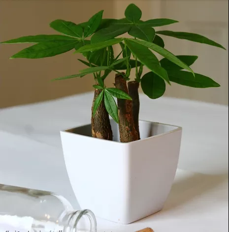 發(fā)財(cái)樹(shù)澆水技巧!這樣澆水,不但不爛根了,連葉子也不萎蔫了! 發(fā)財(cái)樹(shù)就要這樣澆水,不但不爛根了,連葉子也不萎蔫了!