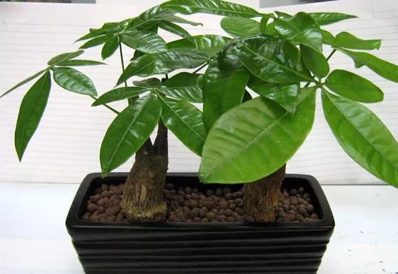 發(fā)財(cái)樹(shù)澆水技巧!這樣澆水,不但不爛根了,連葉子也不萎蔫了! 發(fā)財(cái)樹(shù)就要這樣澆水,不但不爛根了,連葉子也不萎蔫了!