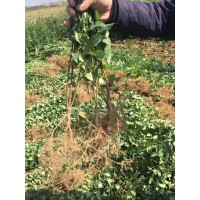 連翹苗=1公分連翹苗-連翹苗價格-0.8-1公分連翹苗