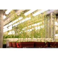 頂置光源氣候室